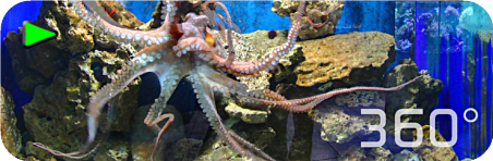 360° Panorama Tour Sea Star Aquarium Coburg